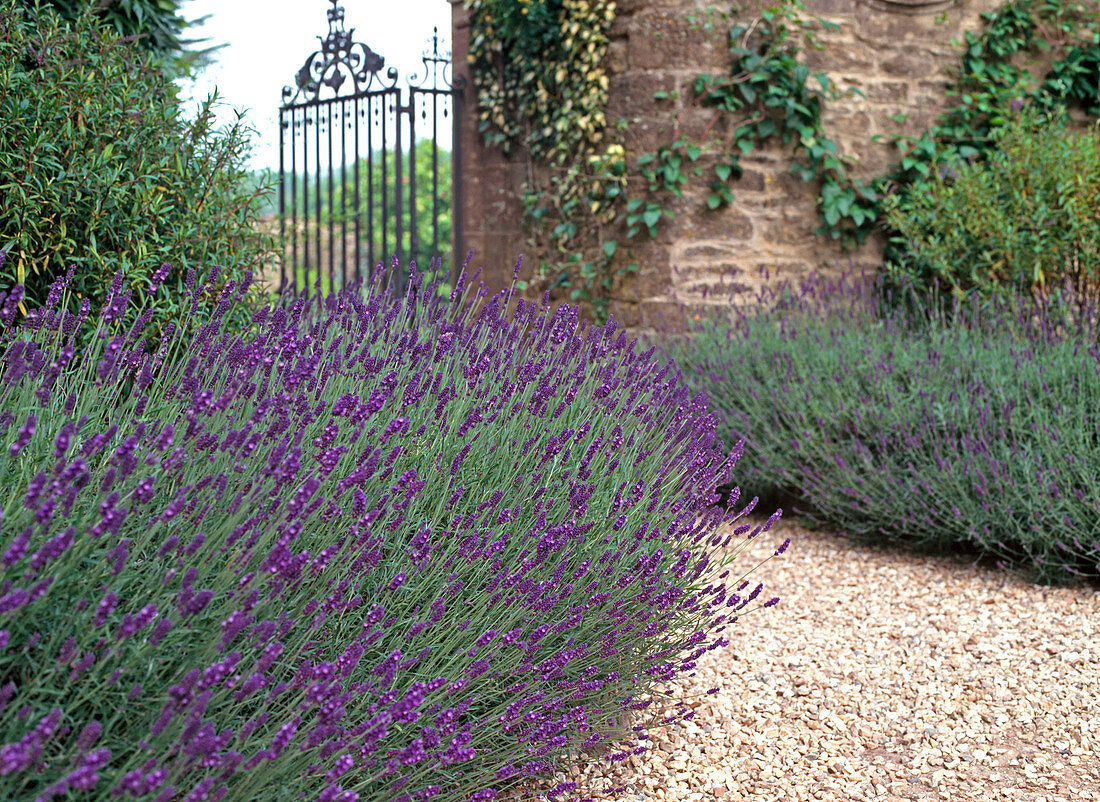 Lavandula 'MUNSTEAD'