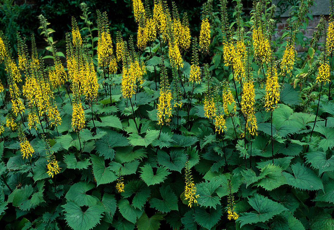 Ligularia przewalskii