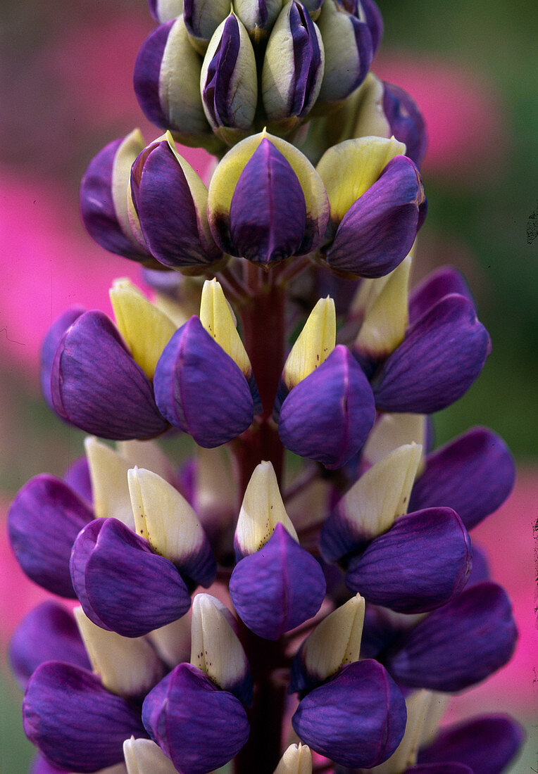 Lupinus polyphyllus 'Gallery'