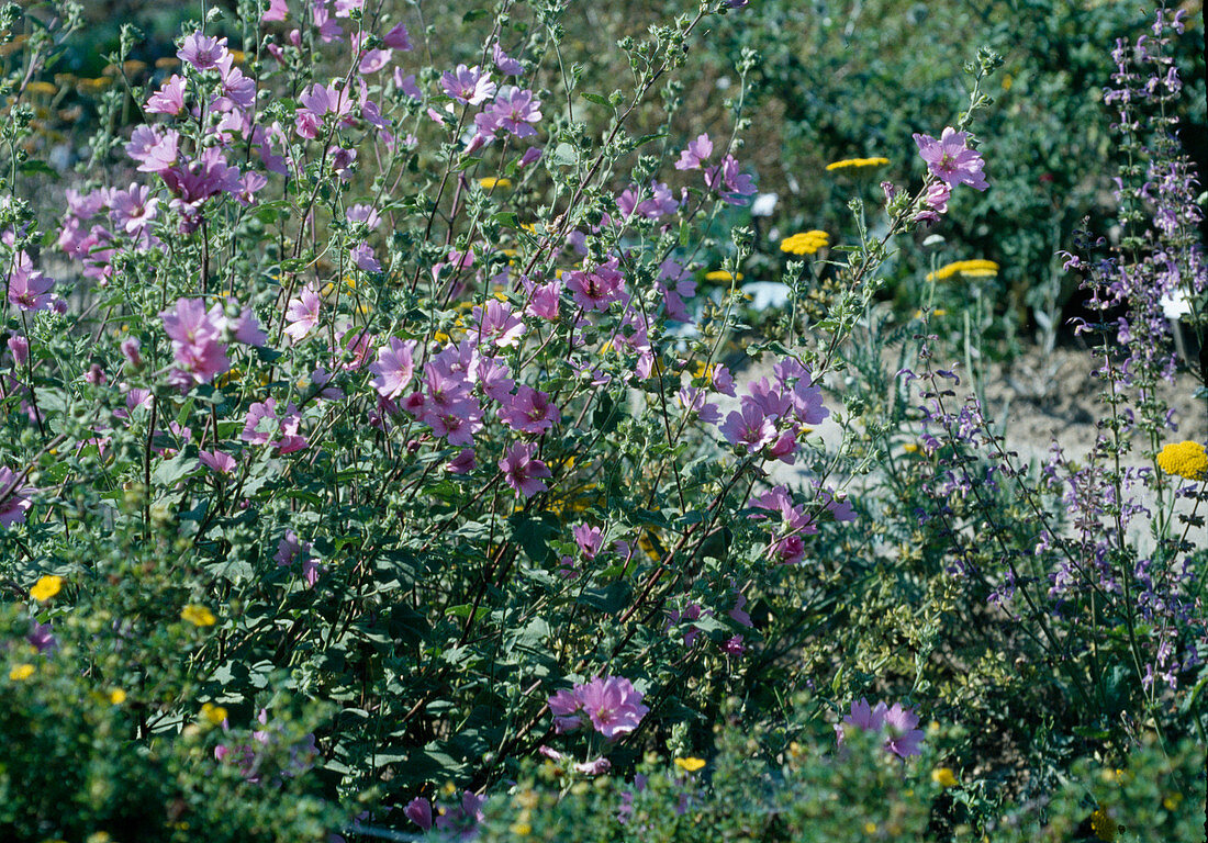 Lavatera olbia 'Rosea'