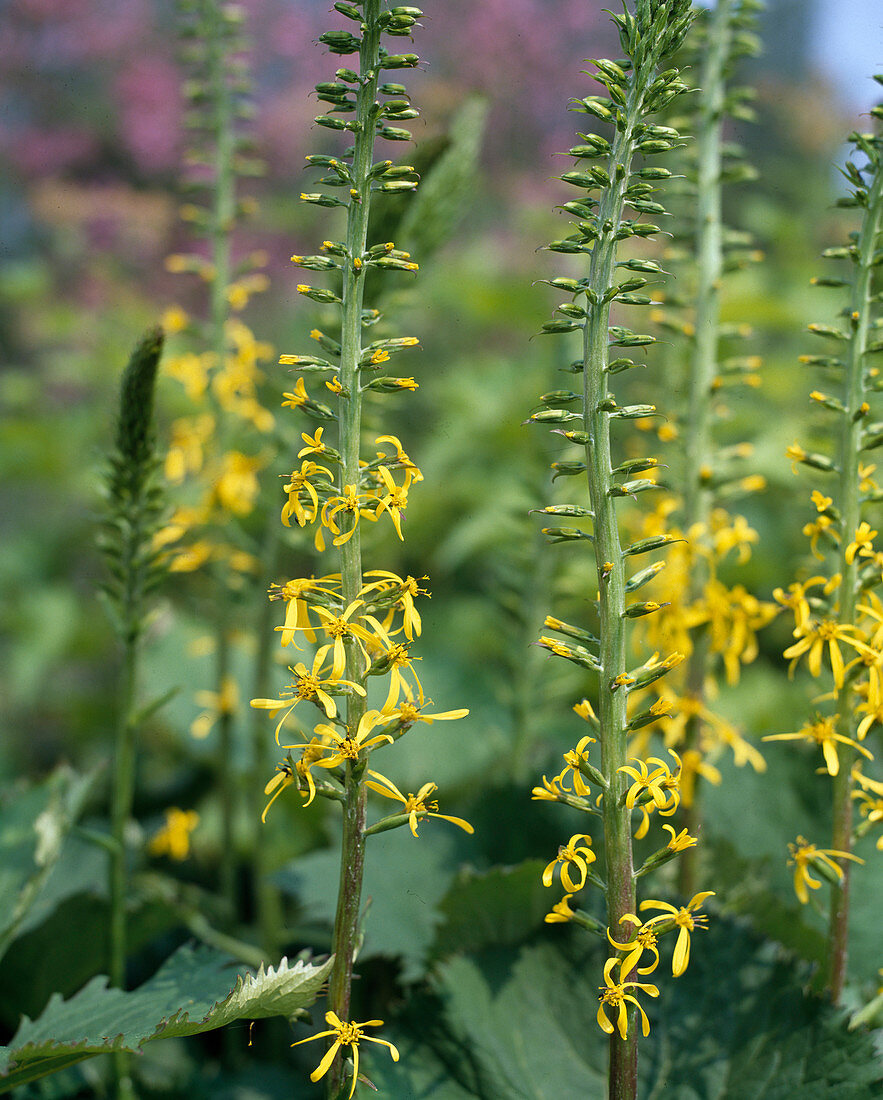 Ligularia hybrid