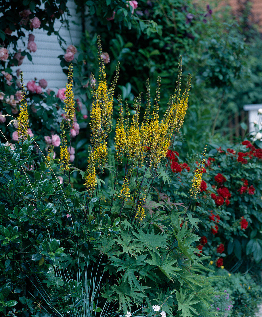 Ligularia przewalskii