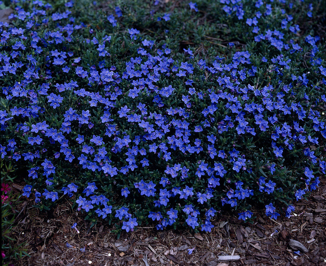 Lithodora diffusa