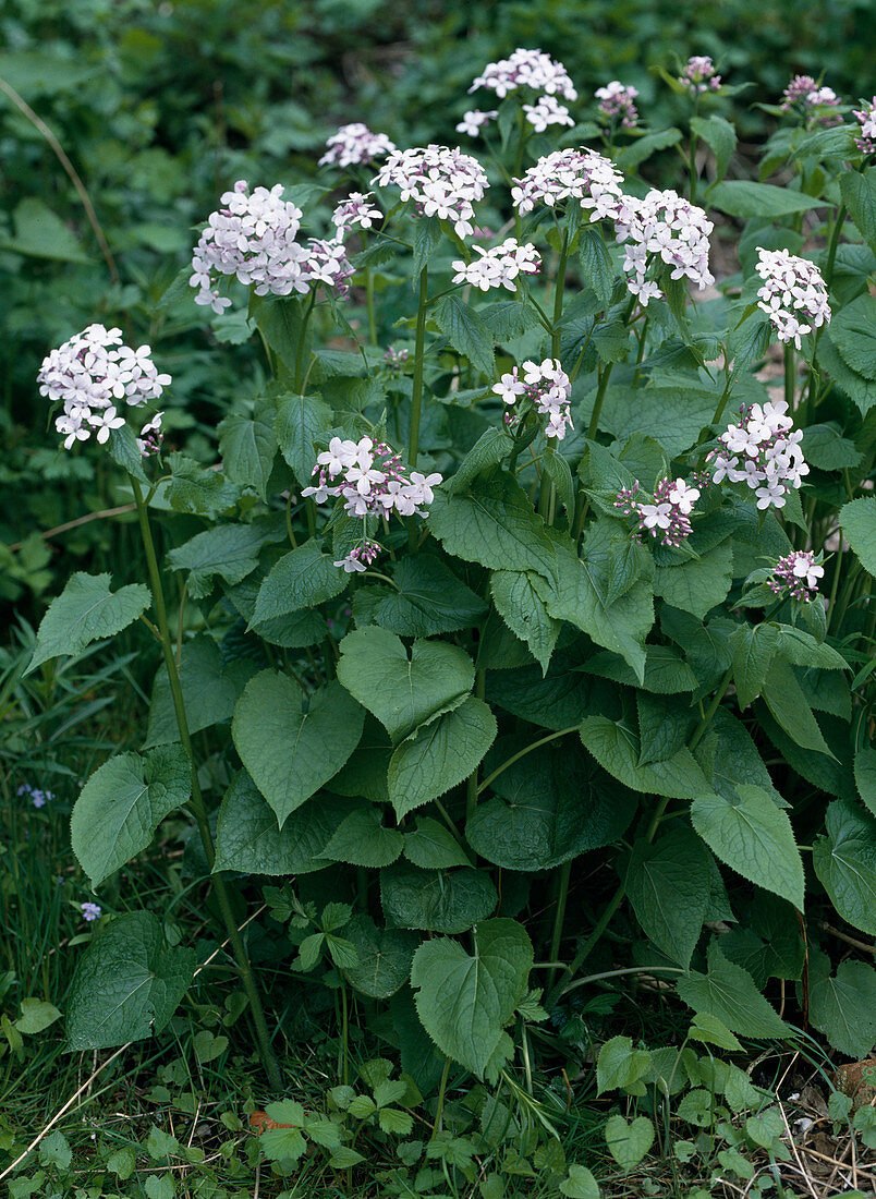 Lunaria rediviva