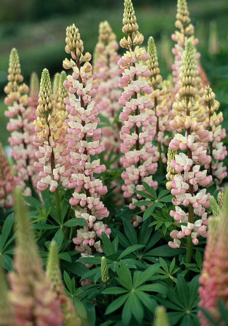 Lupinus-Russell hybrid