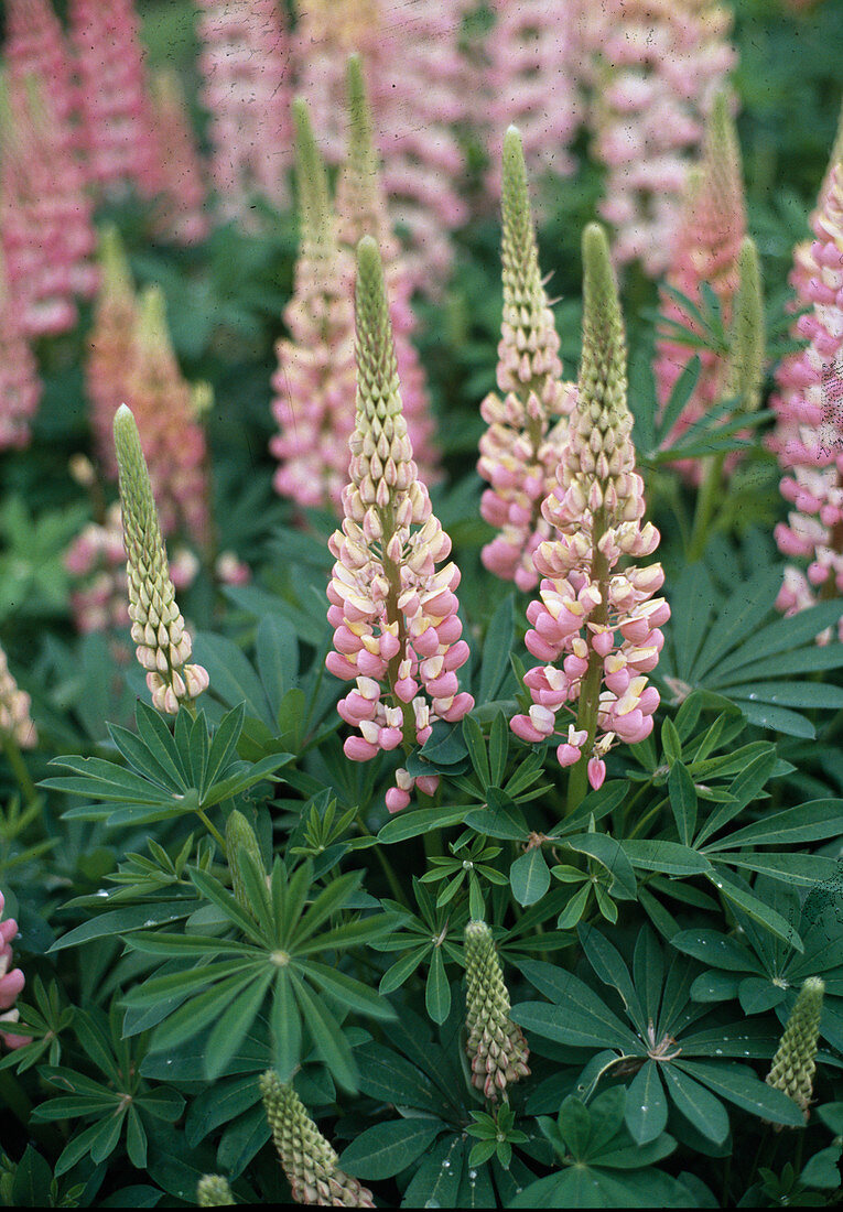 Lupinus russell hybride 'My Castle'