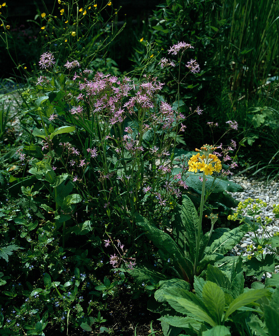 Lychnis flos-cuculi (Cuckoo campion)