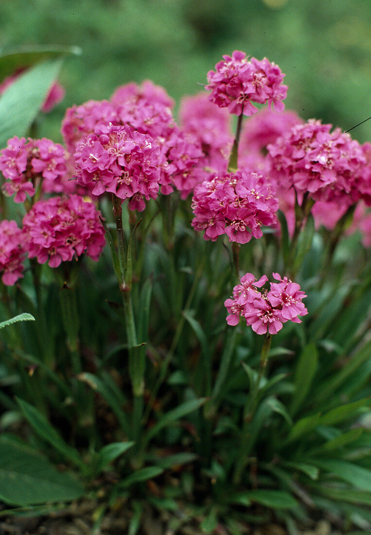 Lychnis viscaria