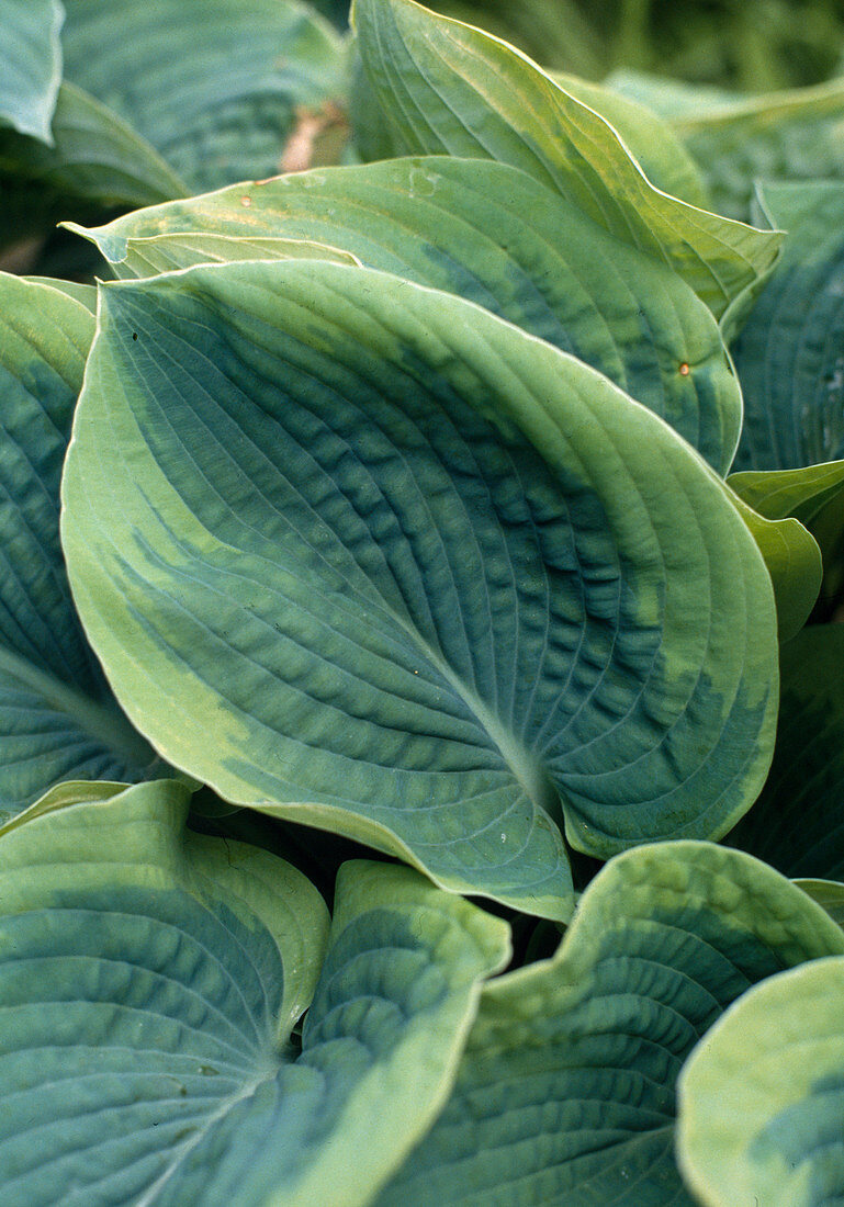 Hosta fortunei 'Sharmon'