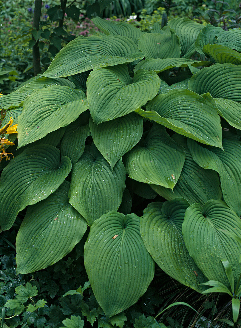 Hosta hybrid 'Green Acres'