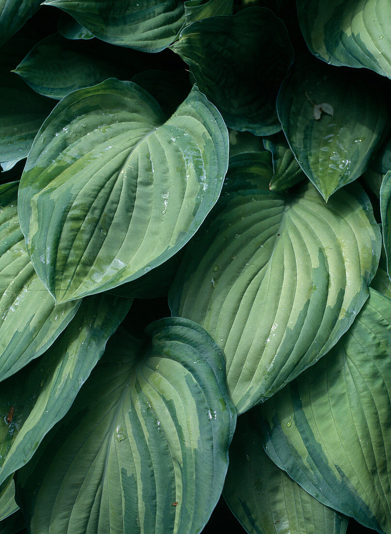 Hosta fortunei 'Aureomaculata'