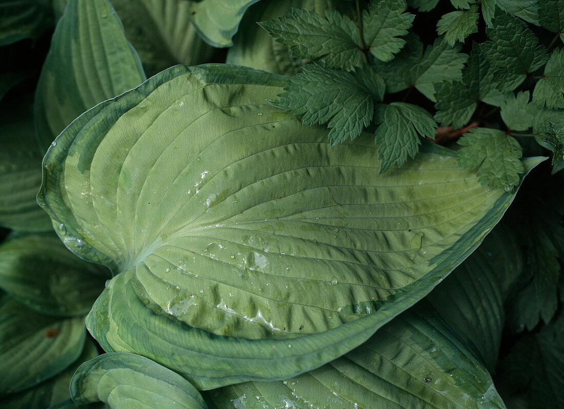 Hosta fortunei