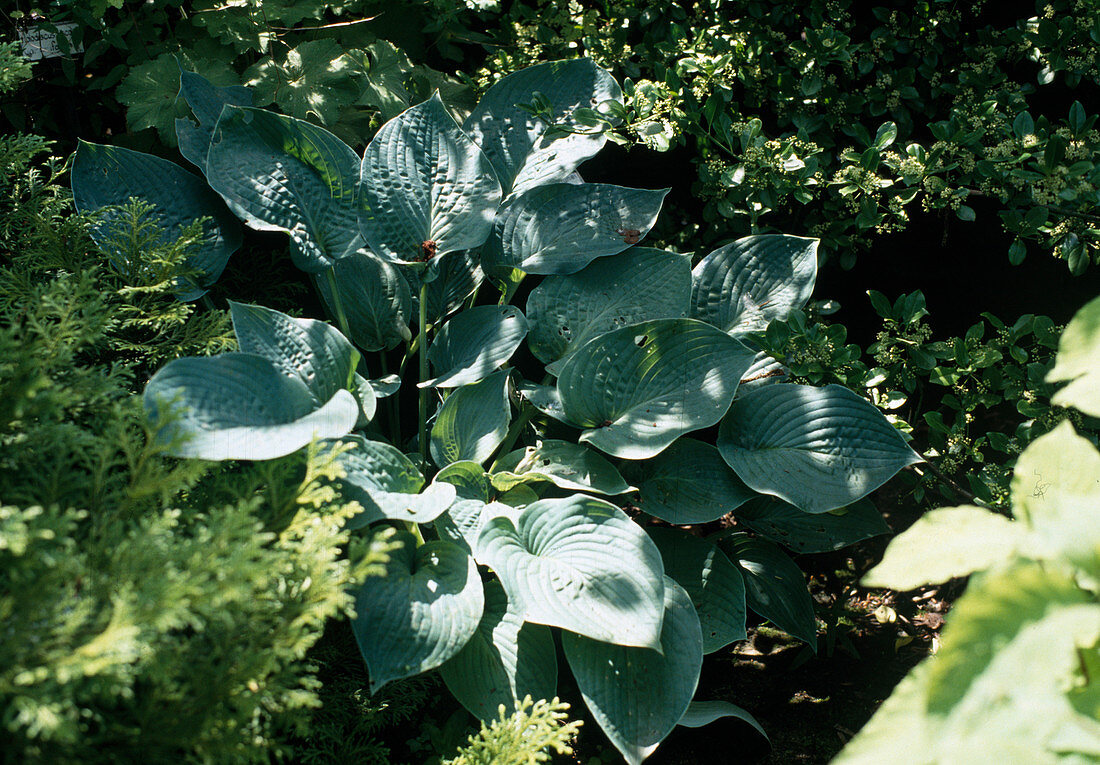 Hosta sieboldiana 'Glauca'