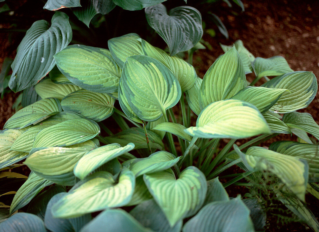 Hosta fortunei