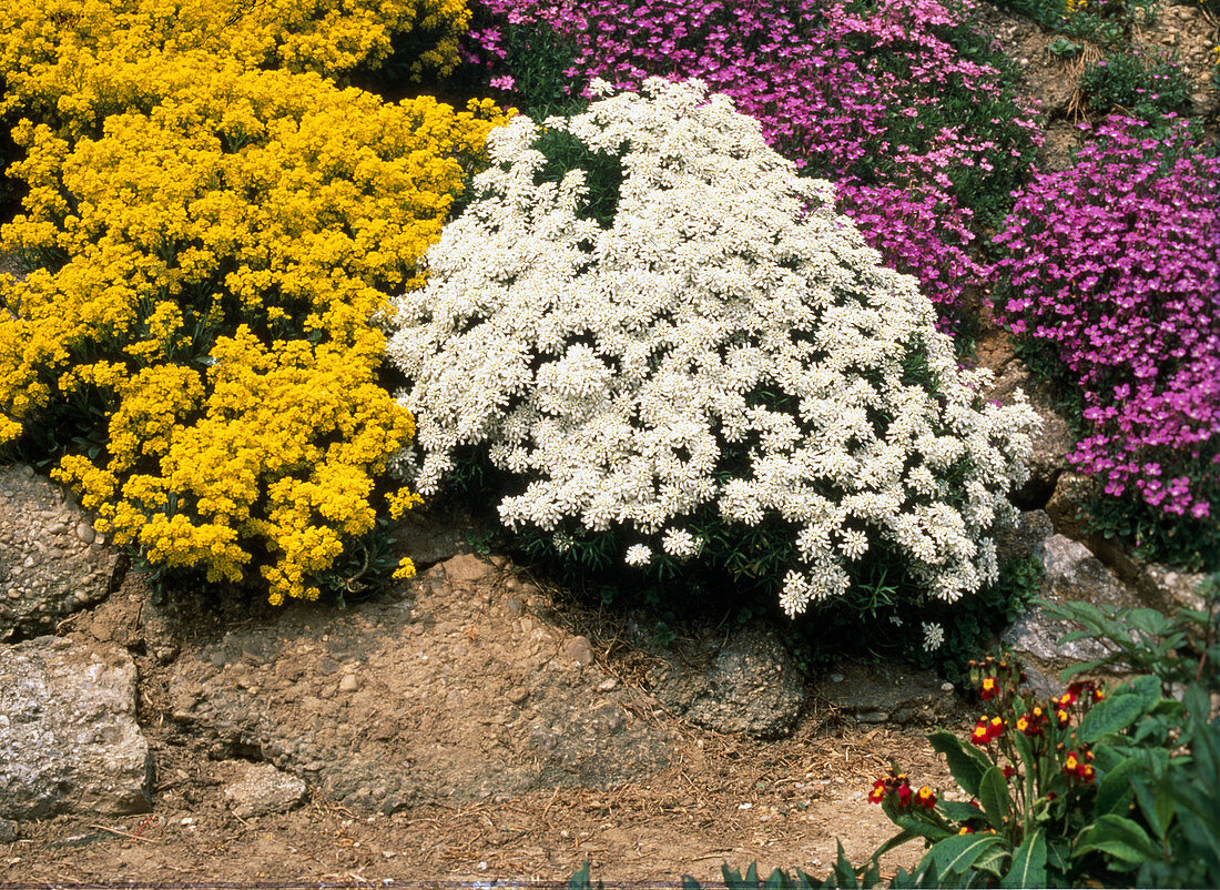 Iberis sempervirens