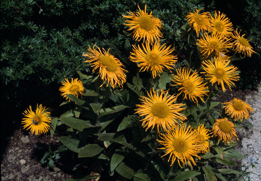 Inula hybrida 'Golden Beauty'