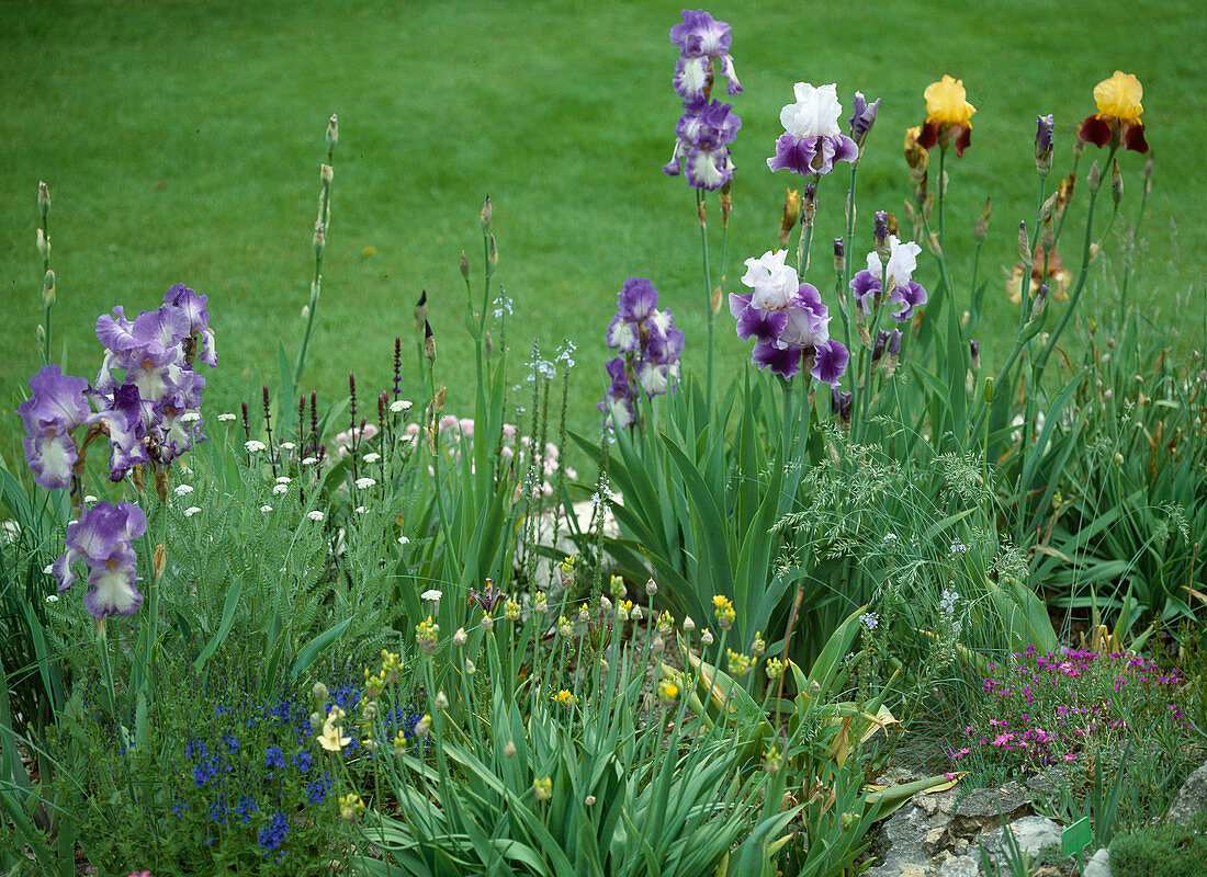 Iris barbata-elatior-Hybr, 'Stepping Out' (lila weiß),'Wiener