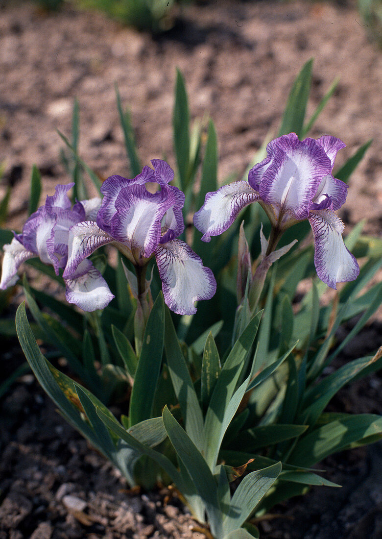 Iris barbata-nana 'Dale Dennis'