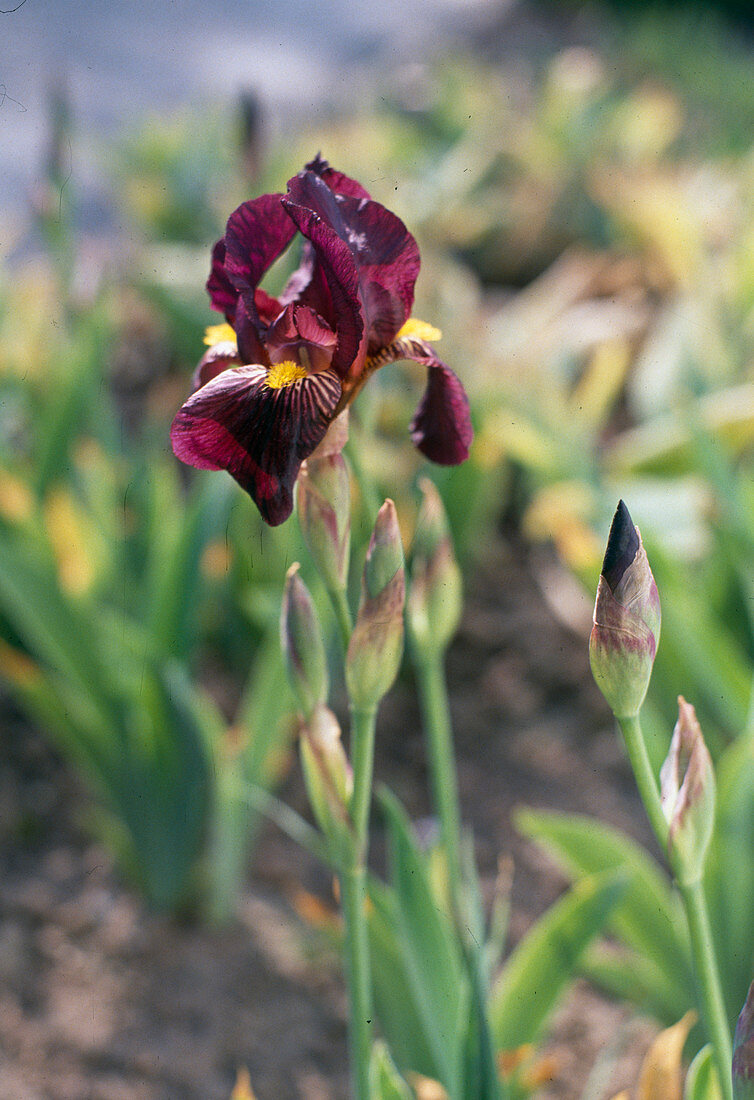 Iris barbata-nana 'Red Orchid'