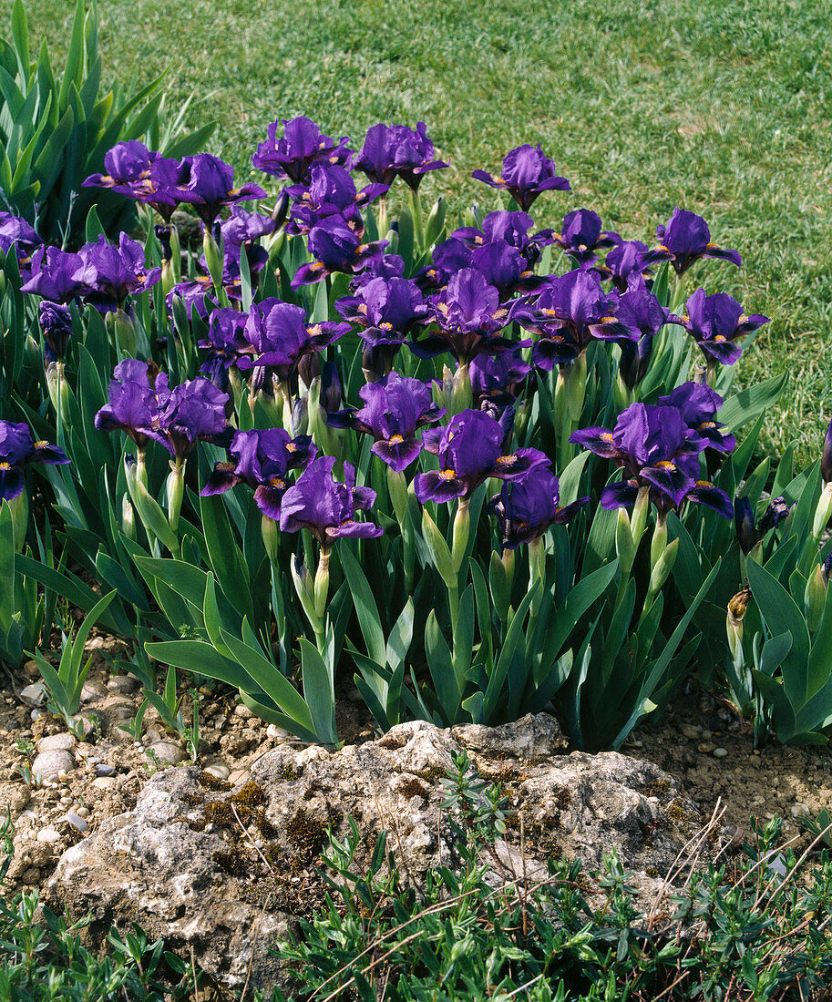 Iris barbata-nana 'Cherry Garden'