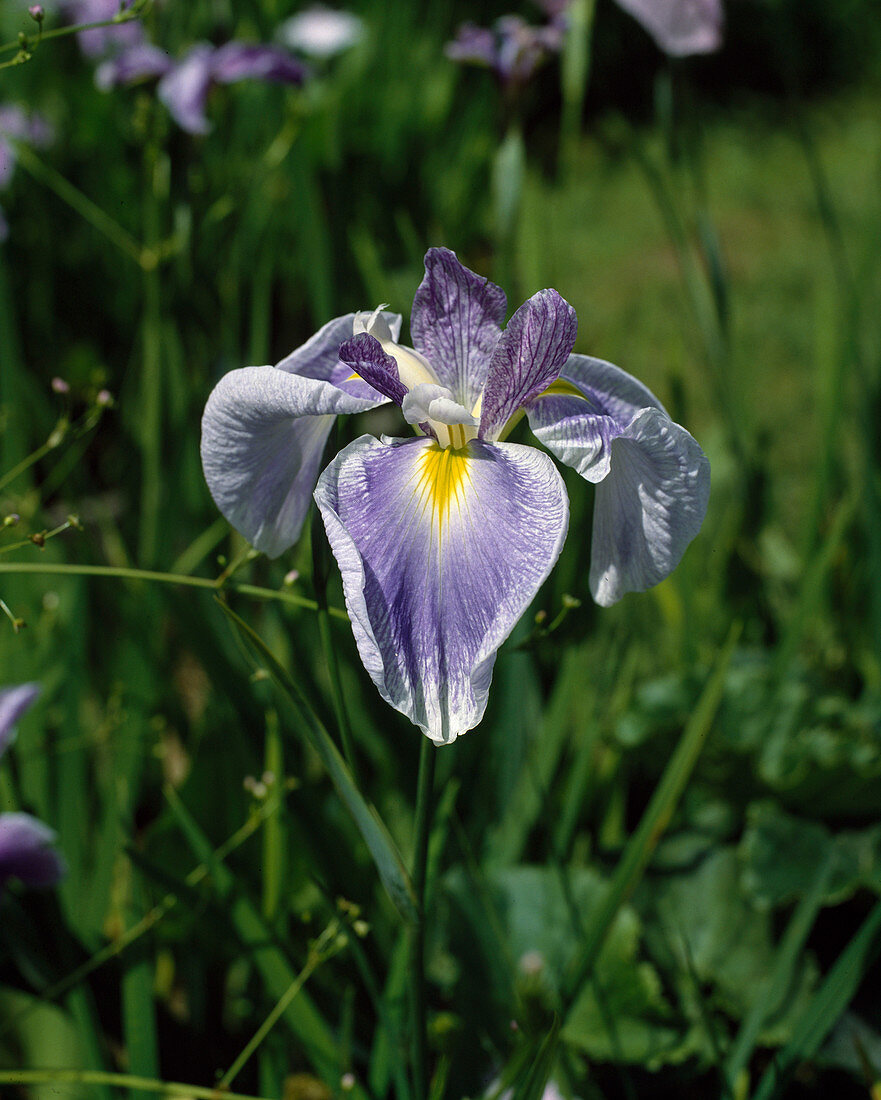 Iris kaempferi