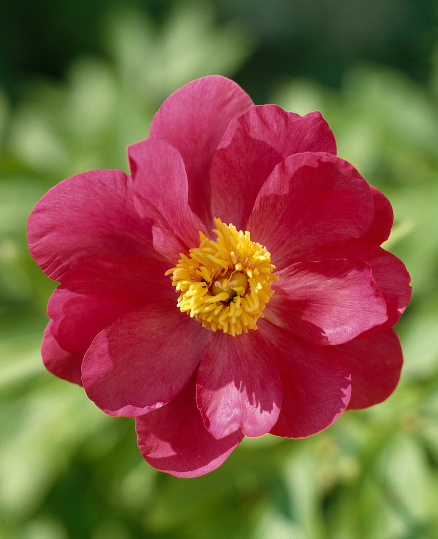 Paeonia lactiflora x Peregrina 'Hopa'