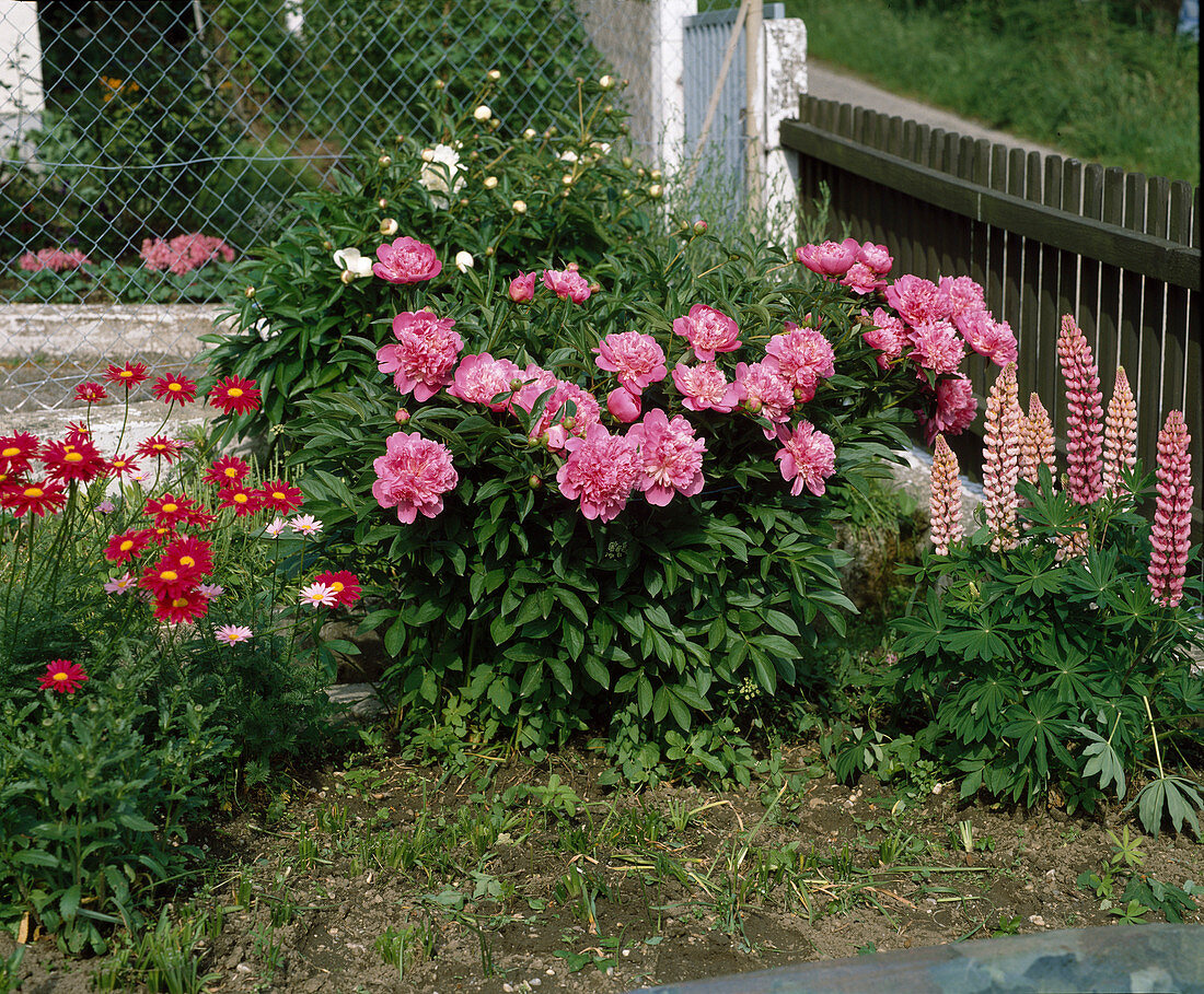 Paeonia officinalis