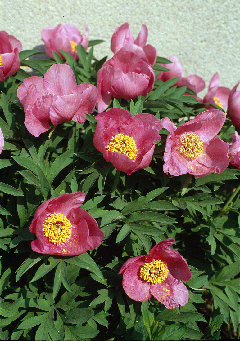 Paeonia officinalis