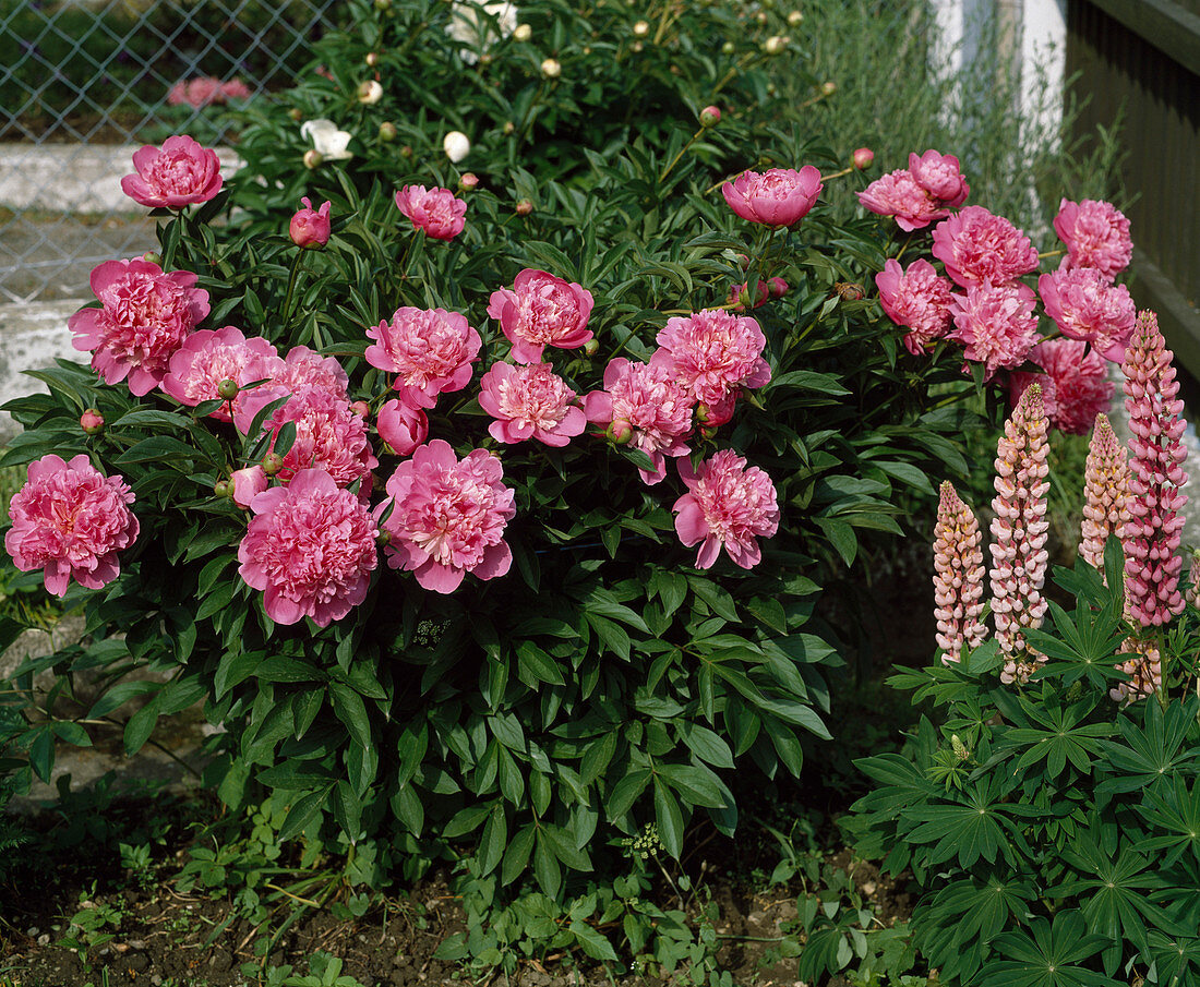 Paeonia offcinalis