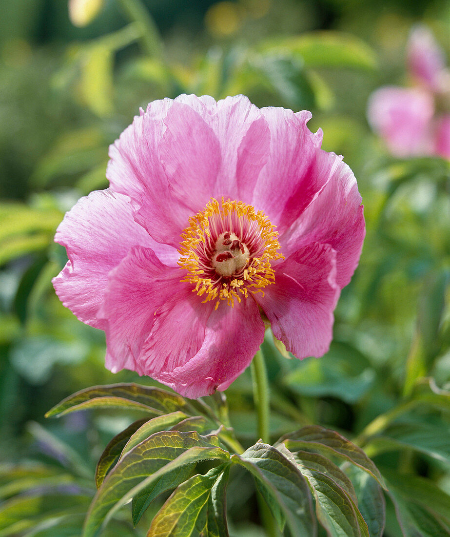 Paeonia officinalis