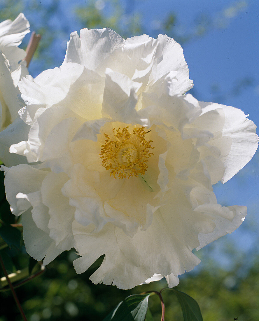 Paeonia suffruticosa 'Ge Sa Kai'