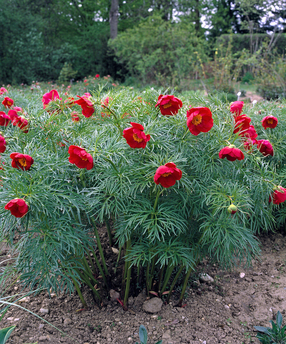 Paeonia tenuifolia