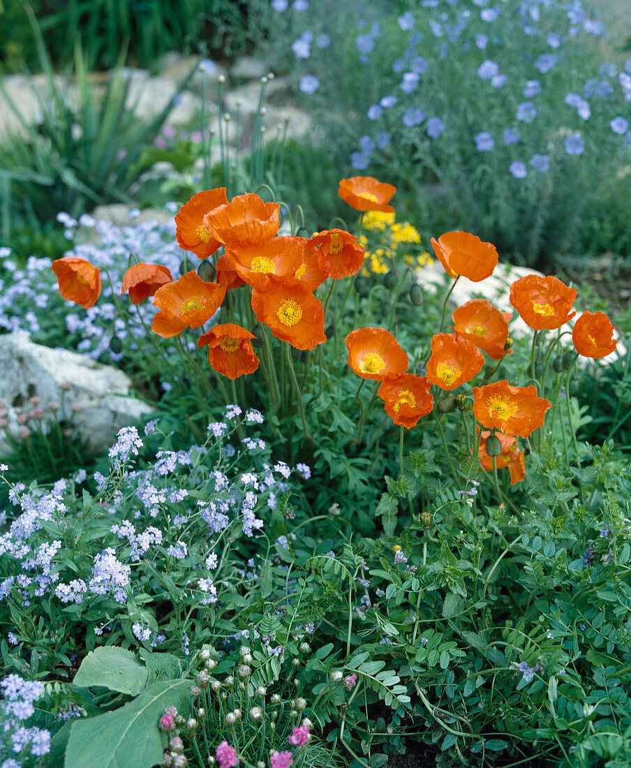 Papaver nudicaule