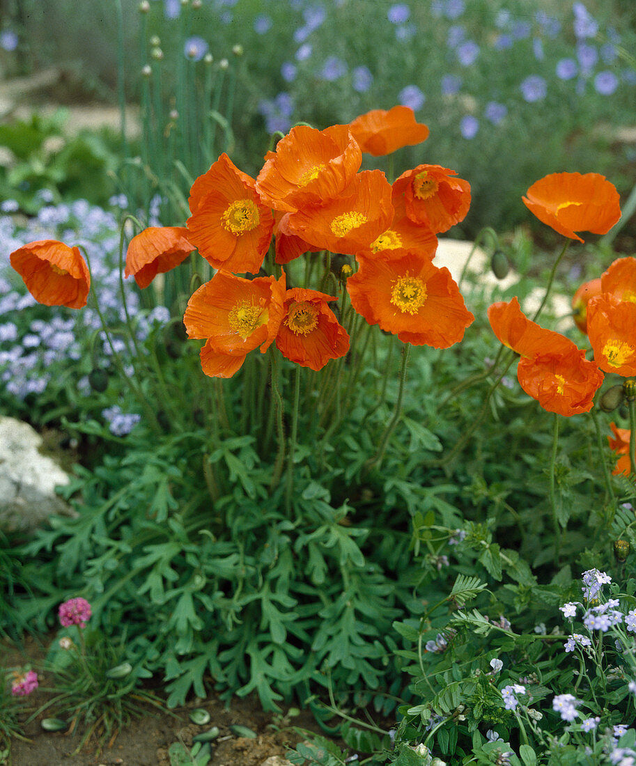 Papaver nudicaule