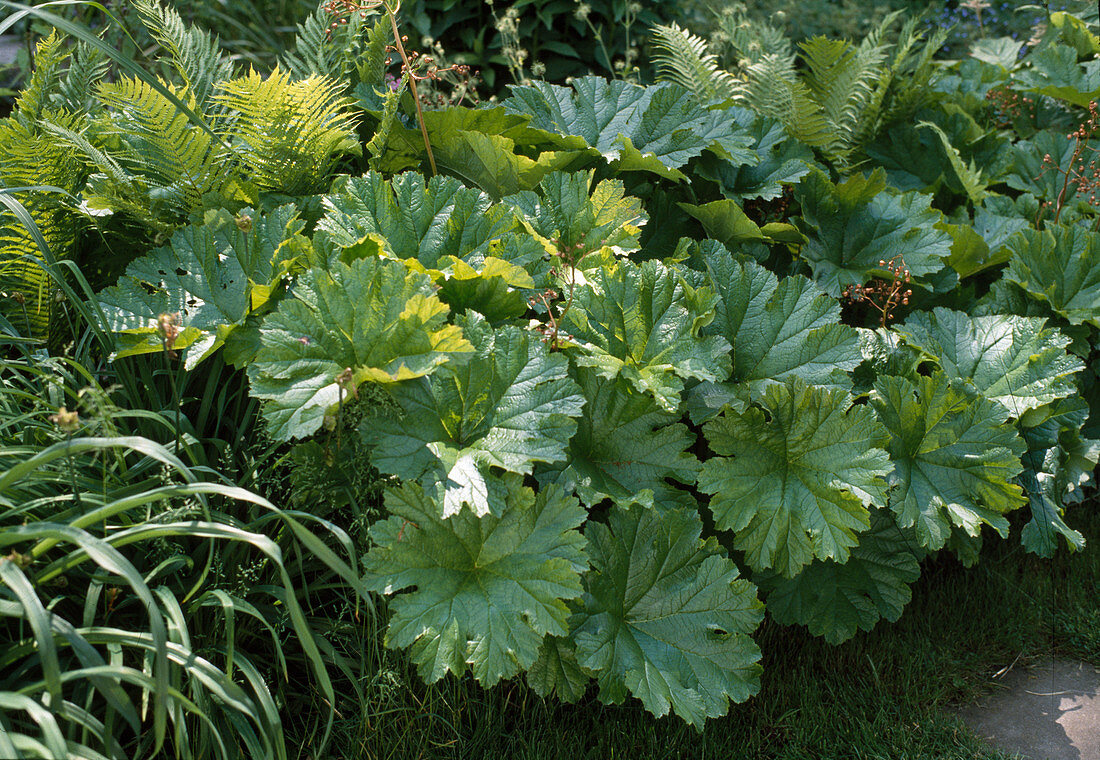 Peltiphyllum peltatum