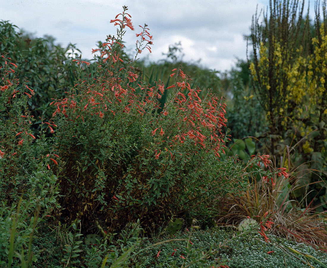 Penstemon scouleri, Bodendecker Paronychia Kapela