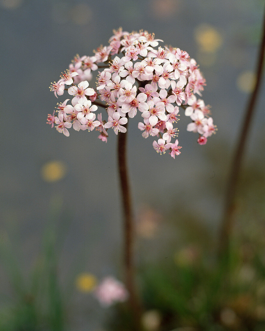 Peltiphyllum peltatum