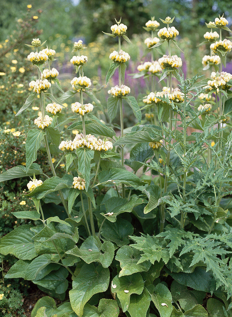 Phlomis russeliana