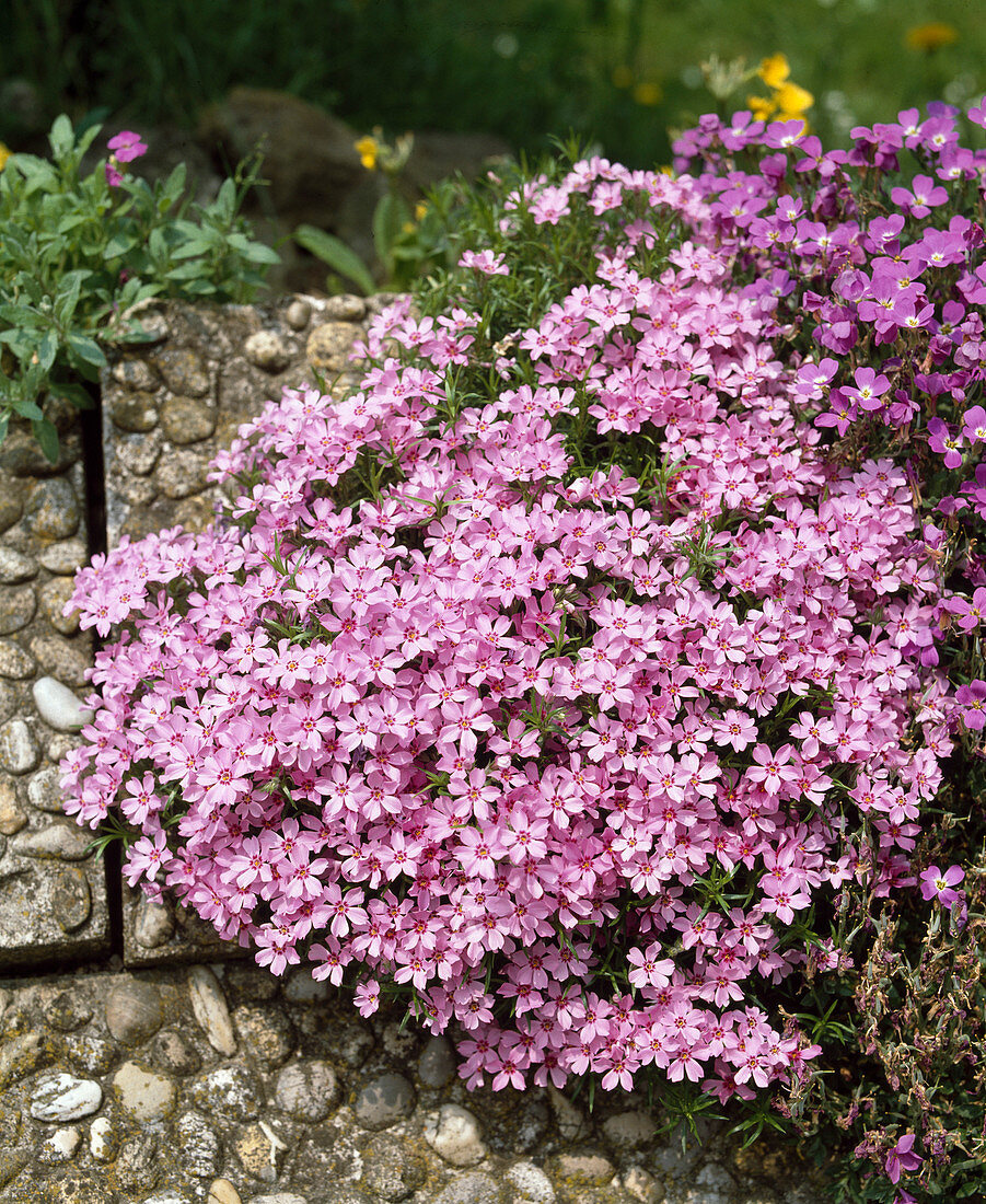 Phlox douglasii