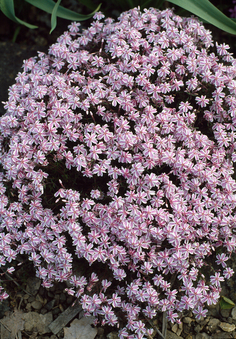 Phlox douglasii