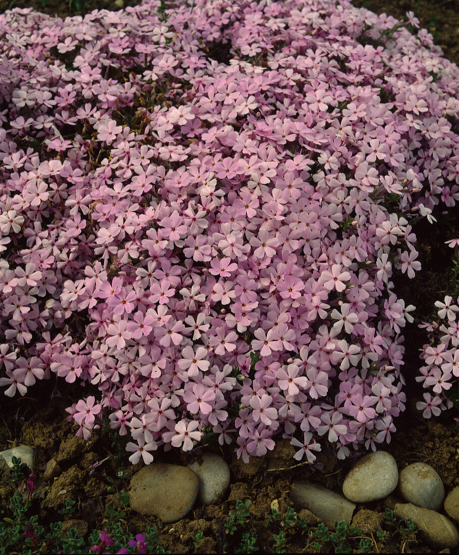 Phlox douglasii