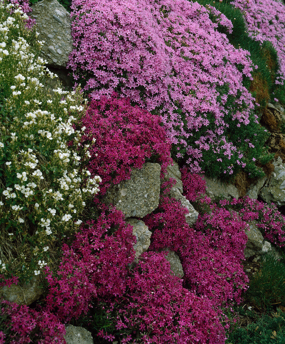 Phlox subulata