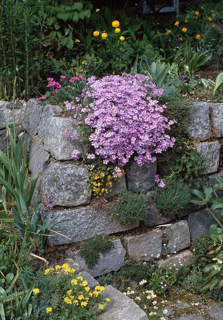 Phlox subulata