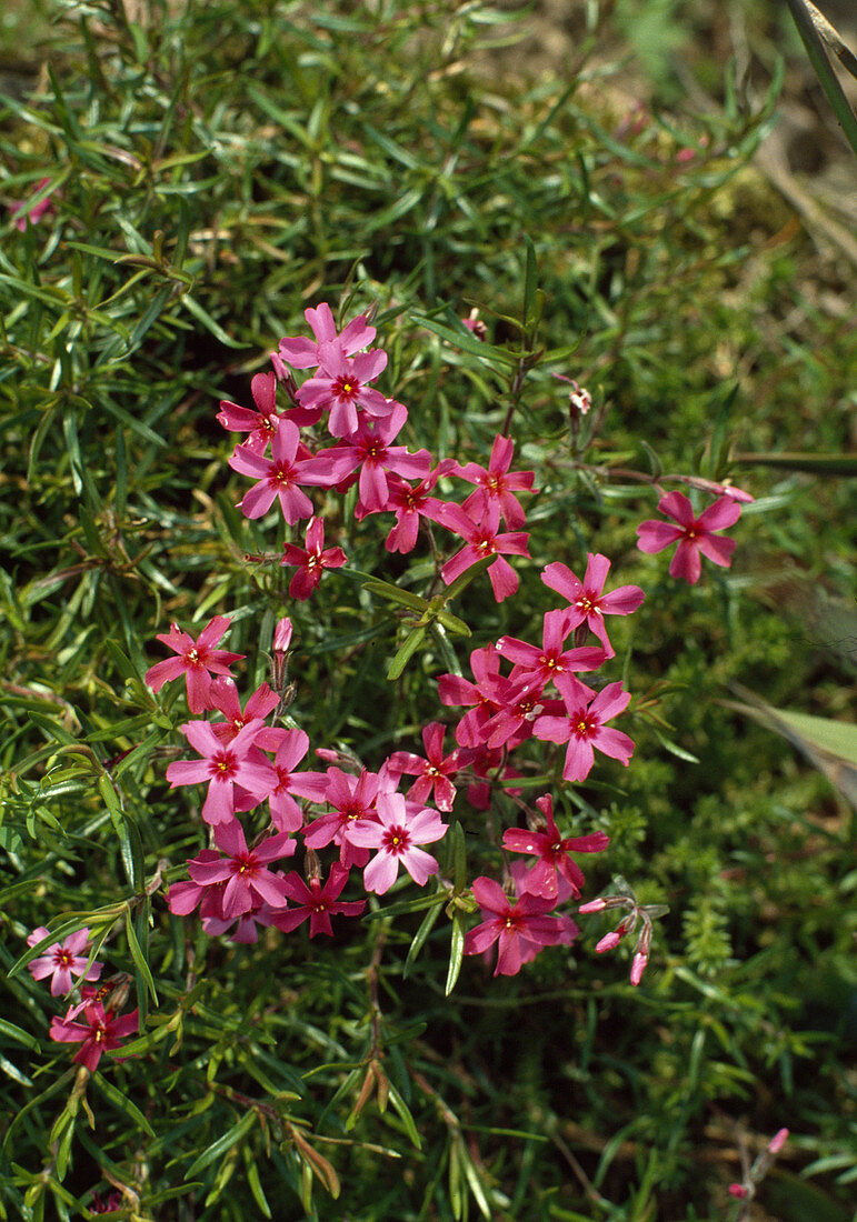 Phlox subulata