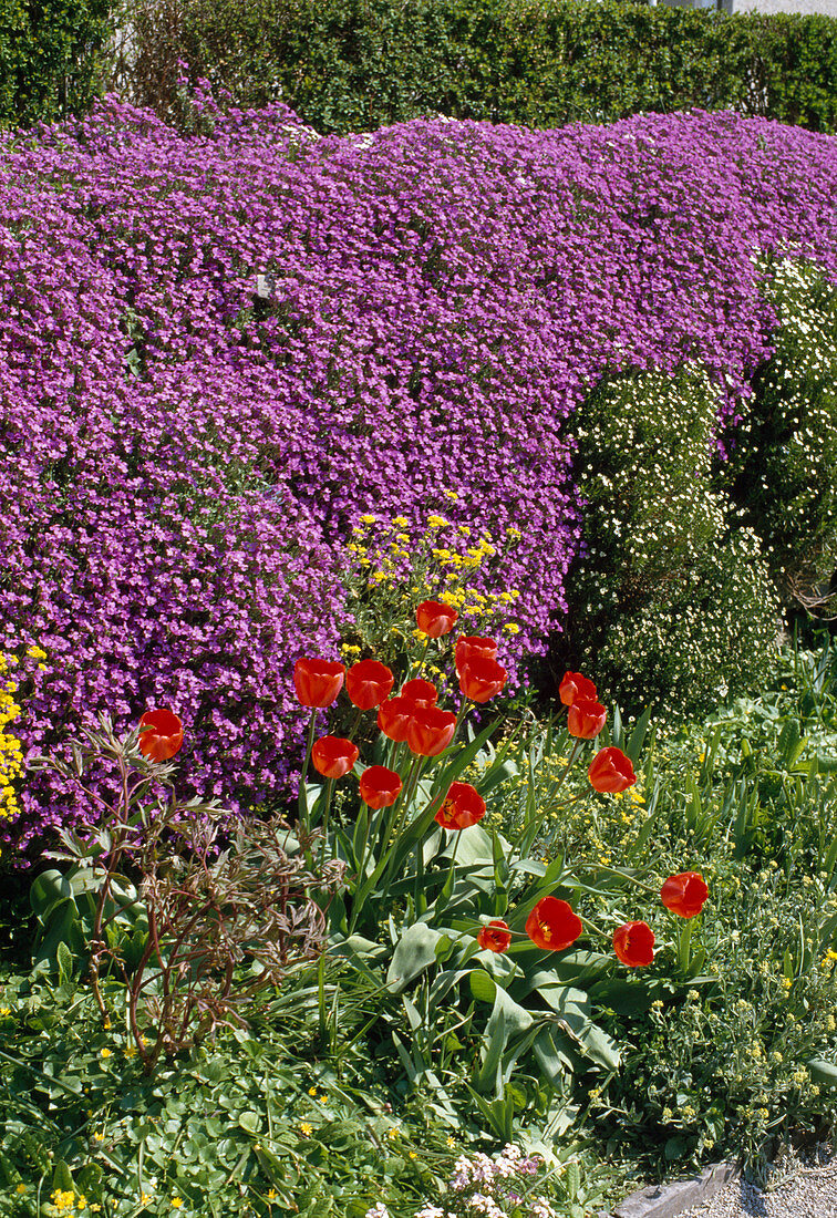 Phlox subulata