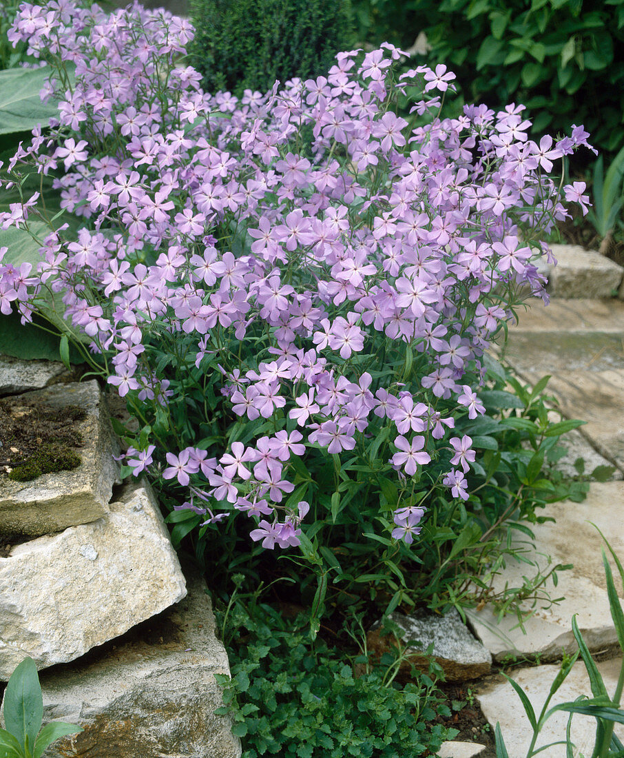 Phlox Stolonifera Blue Ridge