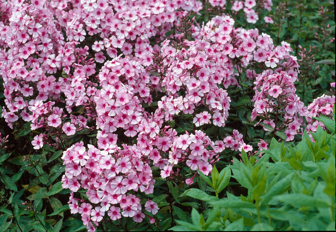 Phlox paniculata 'Country Wedding'