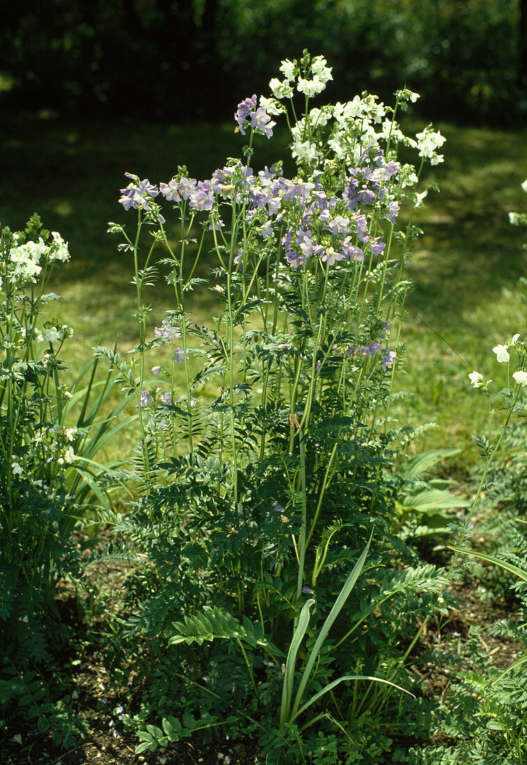 Polemonium x richardsonii