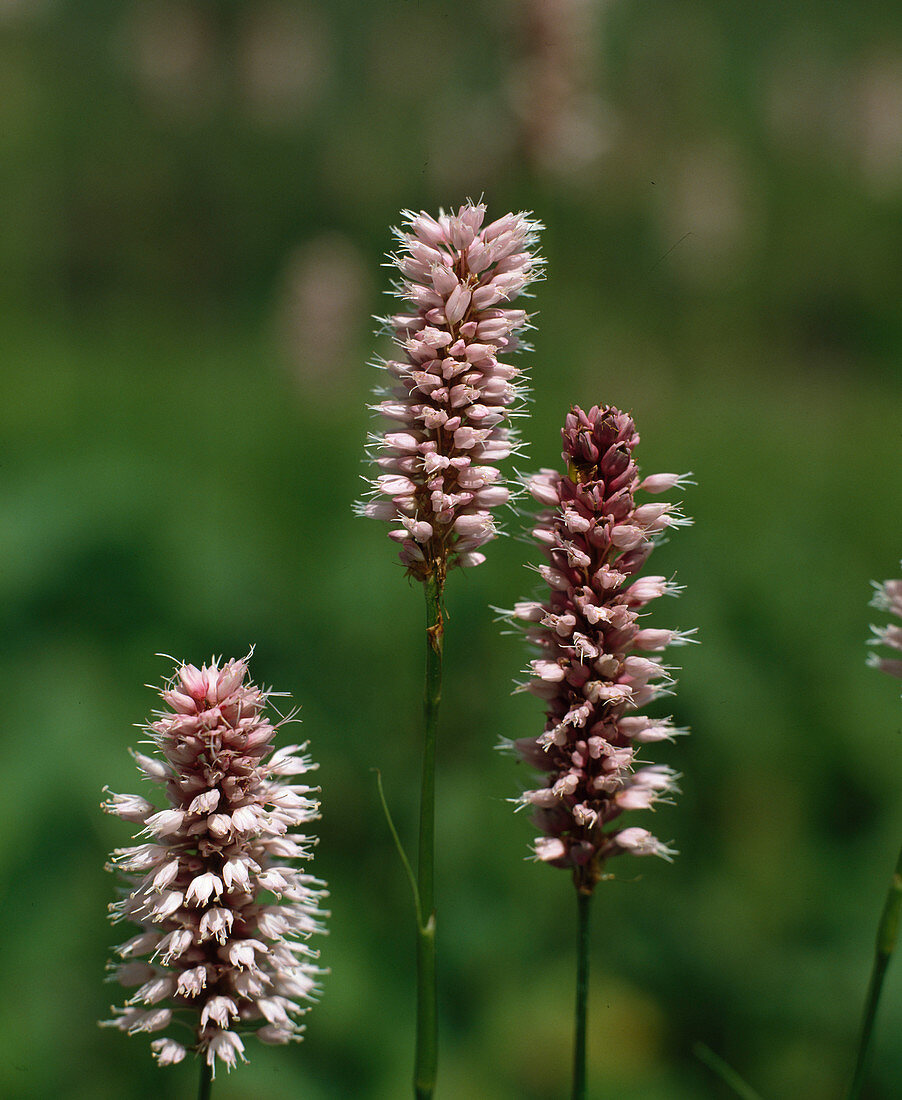 Polygonum bistorta 'Superbum'