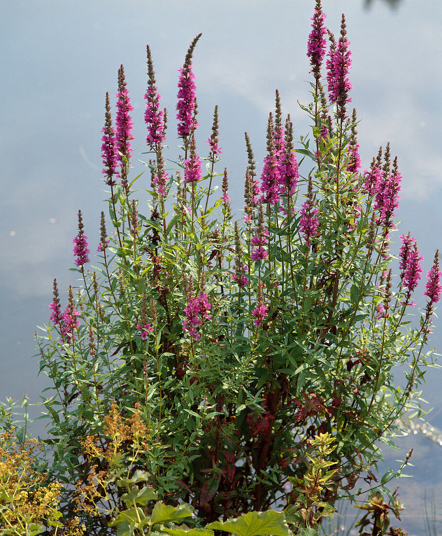 Lythrum salicaria